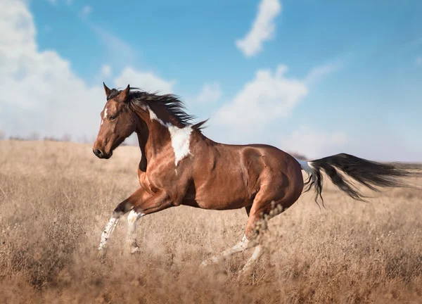 Piebald rojo carrera de caballos — Foto de Stock