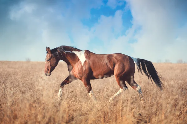 Kırmızı boynuz at çalıştırmak
