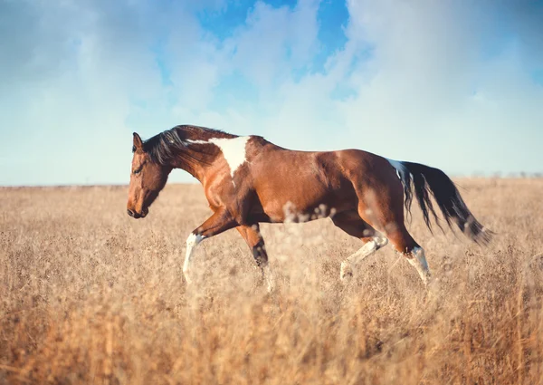 Kırmızı boynuz at çalıştırmak