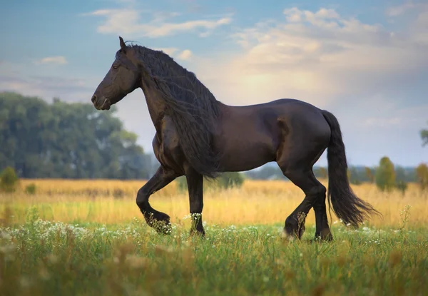 Corrida de cavalo frísio — Fotografia de Stock