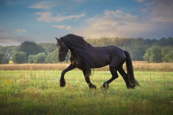 Frisiska häst springa — Stockfoto