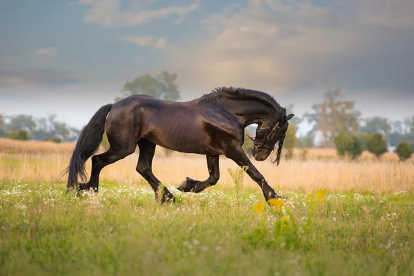 Frisiska häst springa — Stockfoto
