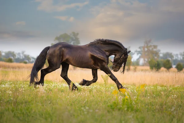 Friese paard uitvoeren — Stockfoto