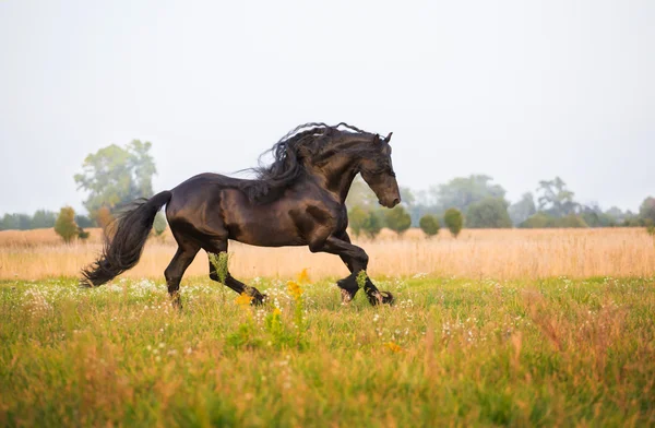 Frisian horse run — Stock Photo, Image