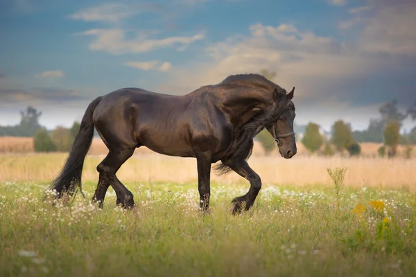 Corrida de cavalo frísio — Fotografia de Stock