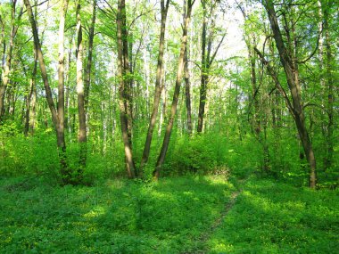 Patika, yaprak döken karışık orman yoluyla ve coniferious ağaçlar - stok görüntü