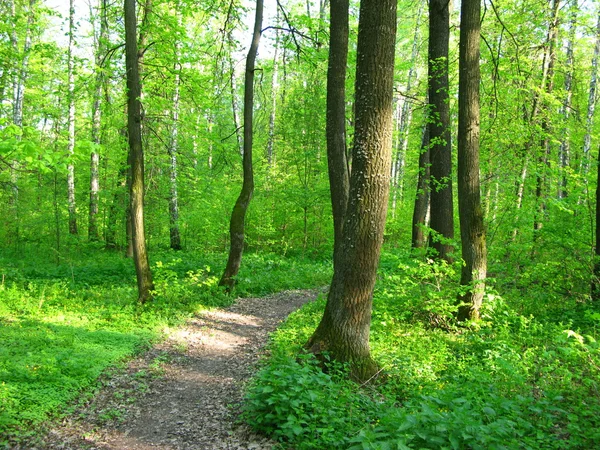 Caminho pedestre através de floresta mista de árvores caducas e coníferas - Imagem de stock — Fotografia de Stock