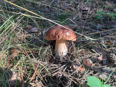         Ormanda beyaz mantar