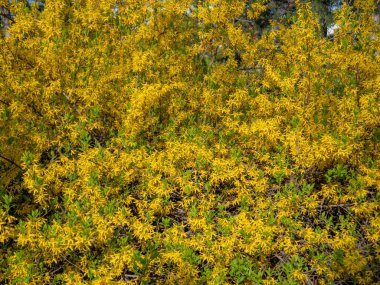 Büyük sarı çiçek çalıları yakın plan. Çiçek arkaplanı yumuşak odak ile fotoğraflandı.