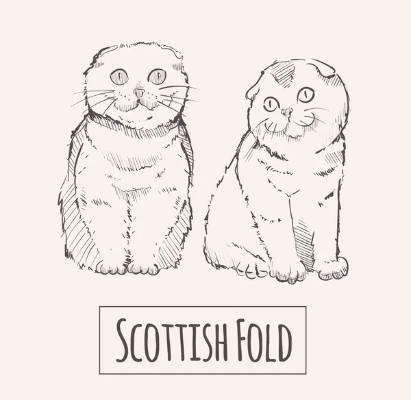 Skót Fold Macskák Vázlat Kézzel Rajzolt — Stock Vector