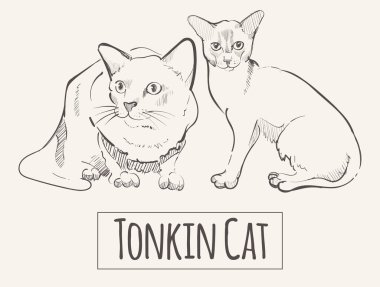 Çizimde safkan Tonkin, vektör illüstrasyon hayvanı