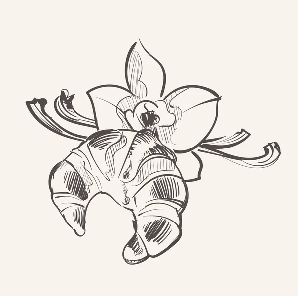 シナモンスティックとバニラの花とクロワッサン スケッチベクトル — ストックベクタ