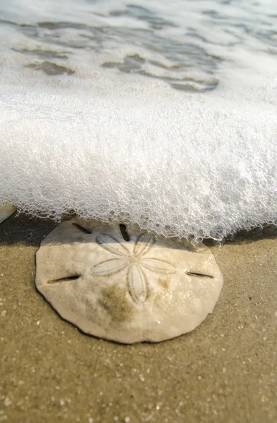 Dollar de sable dans le surf . — Photo