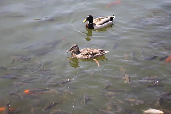 Eenden in natuurlijke habitat lichaam van water kleine rivier meer — Stockfoto