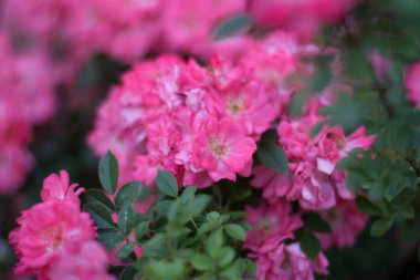 Sıcak bir yaz akşamı. Gül çiçeği. narin yapraklar