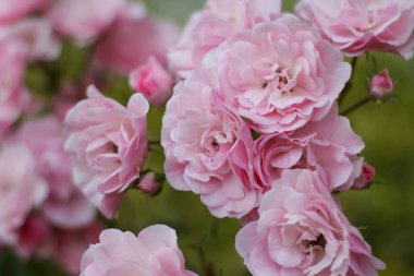 Sıcak bir yaz akşamı. Gül çiçeği. narin yapraklar