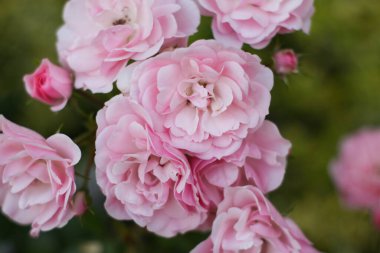 Sıcak bir yaz akşamı. Gül çiçeği. narin yapraklar
