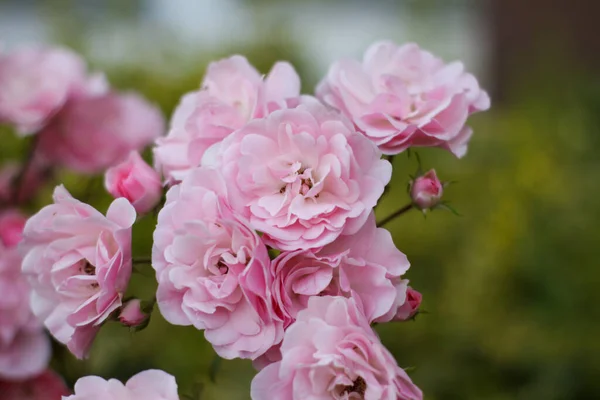Lauer Sommerabend. Rosenblüte. zarte Blütenblätter — Stockfoto