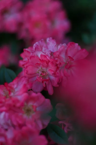Teplý letní večer. růžový květ. jemné okvětní lístky — Stock fotografie