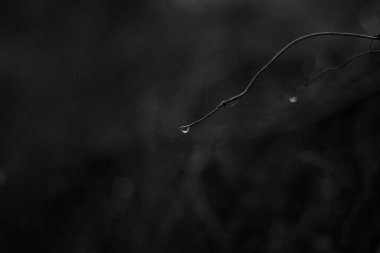 siyah ve beyaz yağmur damlaları veya bir dalda çiy taneleri