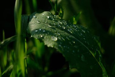 Yaprakların üzerine damlatıyor. yağmur çimeni çiy