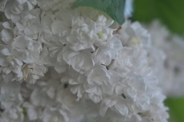 Çiçekler, leylak, kiraz, ilk çiçek, çalılık, çiçek, beyaz çiçek tomurcukları. 