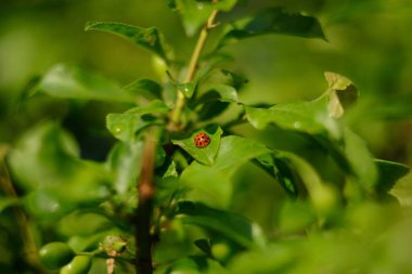 Yaprağın üzerinde uğur böceği. Böcek yeşillik bırakır.