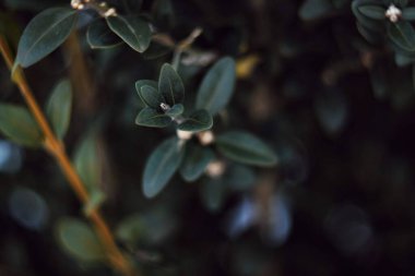 yeşil yapraklar doğa yeşillik fotoğrafı