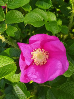 Yeşil arka planda narin çiçekler. 