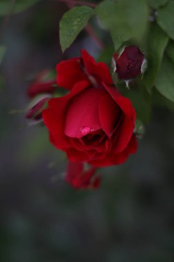 Sıcak bir yaz akşamı. Gül çiçeği. narin yapraklar