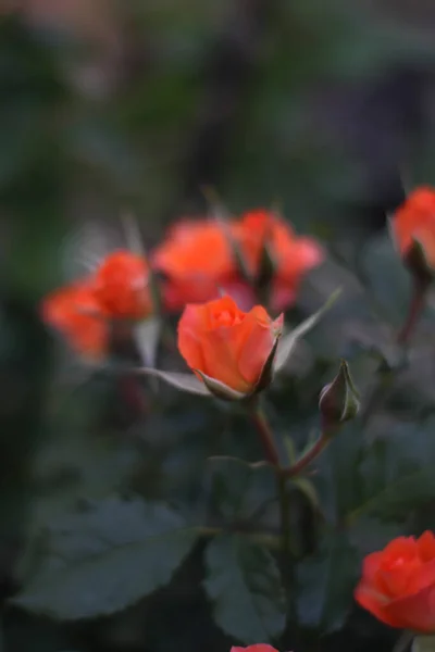 Warm summer evening. rose flower. delicate petals — Stock Photo, Image