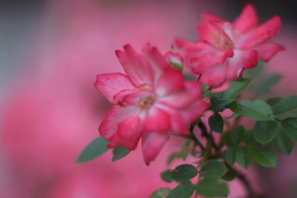 Warm summer evening. rose flower. delicate petals — Stock Photo, Image