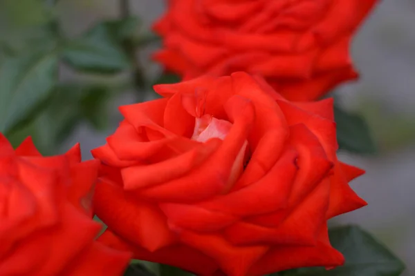 Warm summer evening. rose flower. delicate petals — Stock Photo, Image