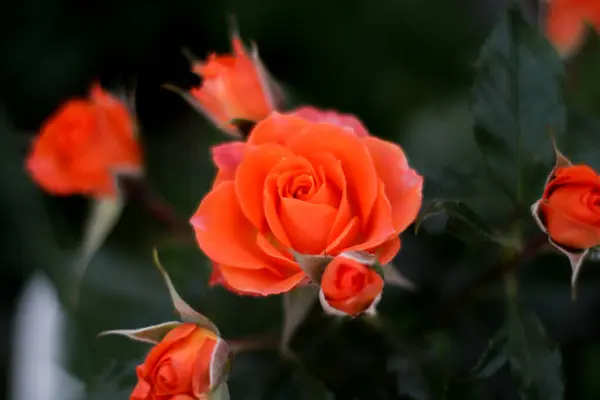 Warm summer evening. rose flower. delicate petals — Stock Photo, Image