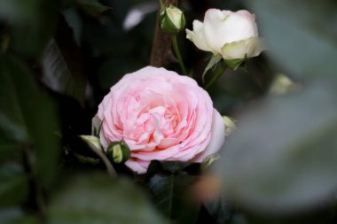 Sıcak bir yaz akşamı. Gül çiçeği. narin yapraklar