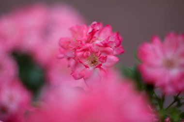 Sıcak bir yaz akşamı. Gül çiçeği. narin yapraklar