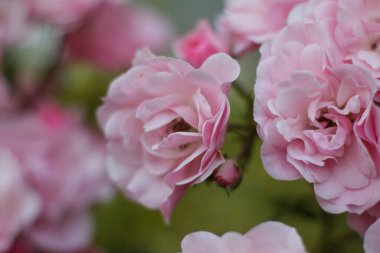 Sıcak bir yaz akşamı. Gül çiçeği. narin yapraklar