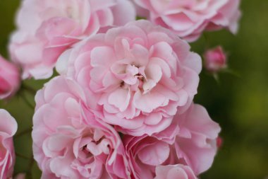 Sıcak bir yaz akşamı. Gül çiçeği. narin yapraklar