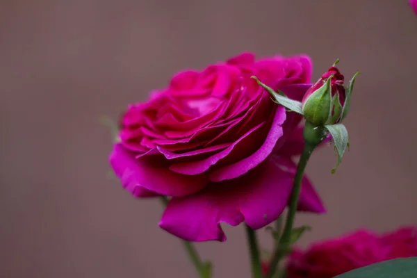 Warm summer evening. rose flower. delicate petals — Stock Photo, Image