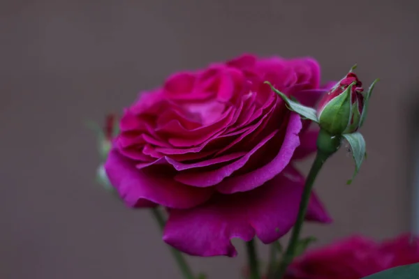 Warm summer evening. rose flower. delicate petals — Stock Photo, Image