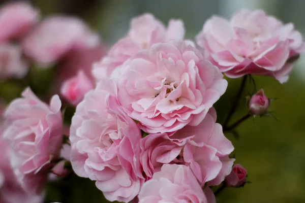 Warm summer evening. rose flower. delicate petals — Stock Photo, Image