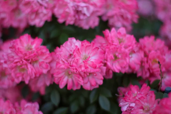 Cálida noche de verano. flor de rosa. pétalos delicados — Foto de Stock