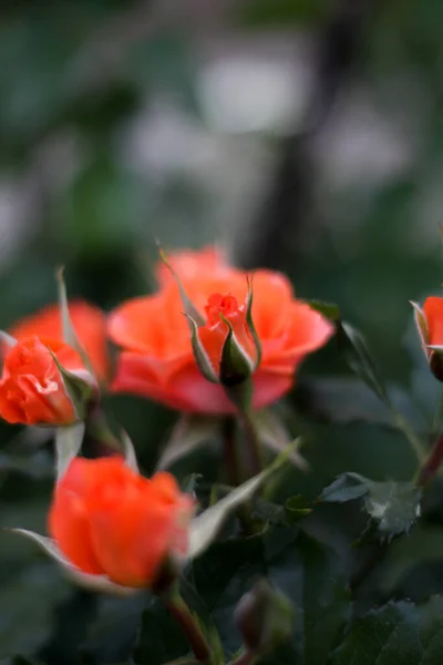 温暖的夏夜。玫瑰花。娇嫩的花瓣 — 图库照片