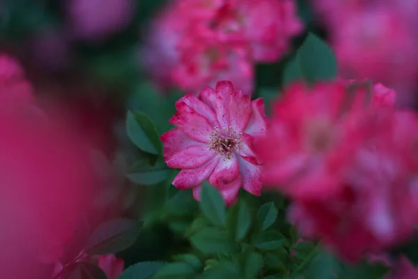 Warm summer evening. rose flower. delicate petals — Stock Photo, Image