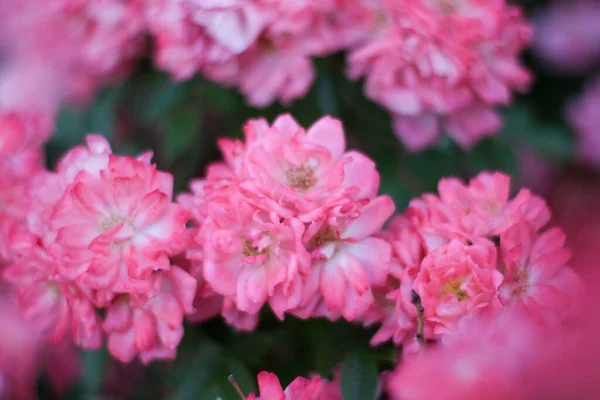 Cálida noche de verano. flor de rosa. pétalos delicados — Foto de Stock