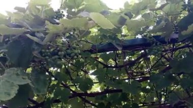  Üzümlerin yeşil dalları. Üzüm bağı. Şarap yapımı. tarımsal