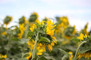 Ayçiçeği tarlası. ayçiçeği yağı, tohumlar, yağ üretimi, ayçiçeği işleme. büyük sarı çiçekler.