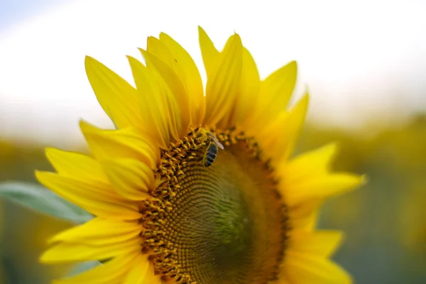 sunflowers field. sunflower oil, seeds, oil production, sunflower processing. large yellow flowers.