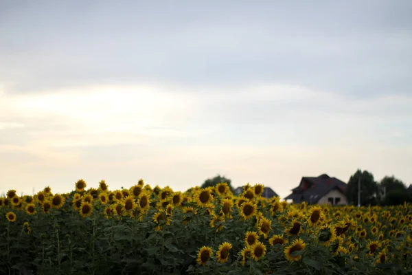 sunflowers field. sunflower oil, seeds, oil production, sunflower processing. large yellow flowers.