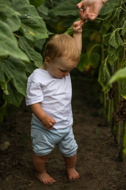 Ayçiçeği tarlasında küçük bir çocuk. Çiçekli sarışın yeni doğmuş bebek. Yaz akşamı, yaz ayçiçeği tarlası.